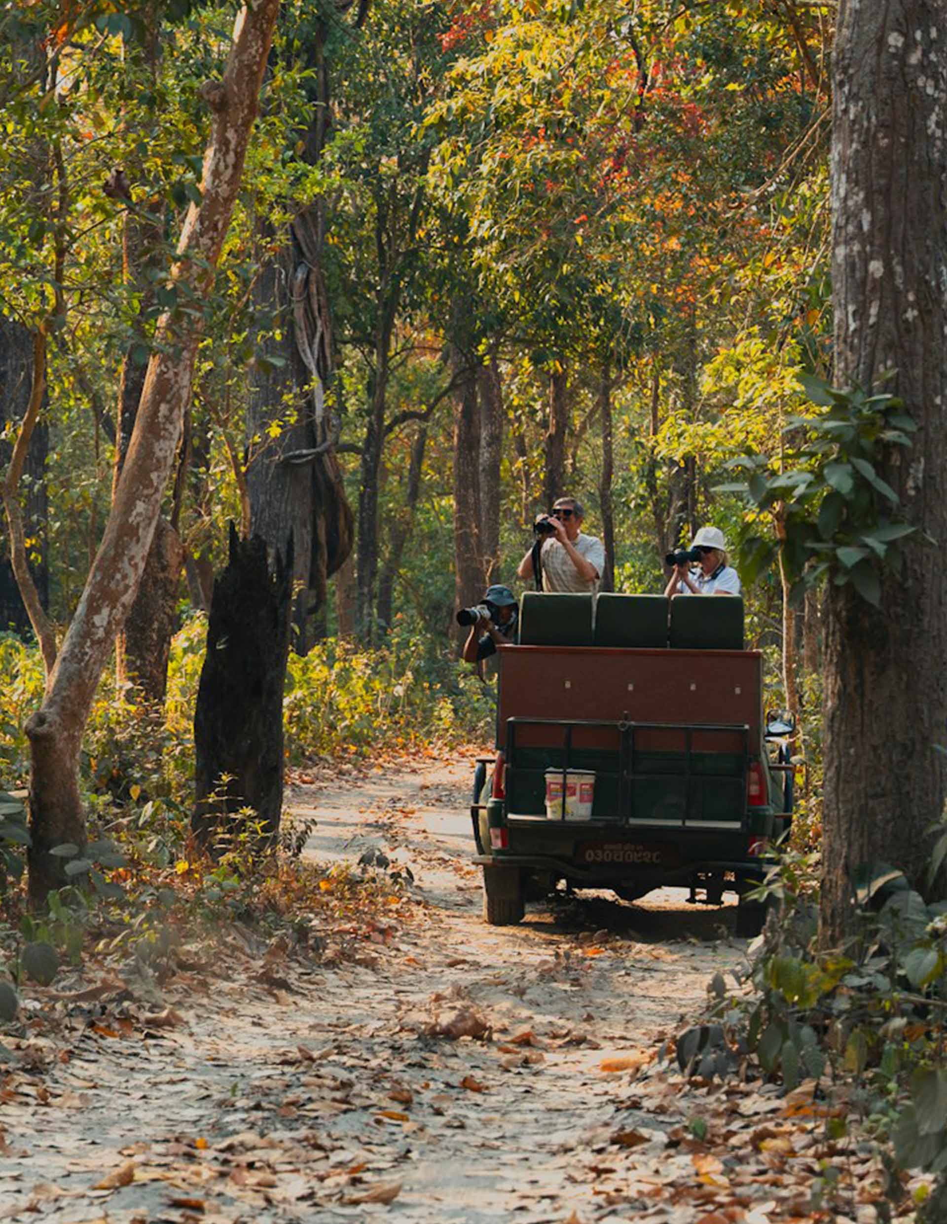 Forest Safari